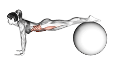 Jack knife on Ball exercise demonstration