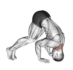 Neck Bridge Prone exercise demonstration for Neck, Body weight