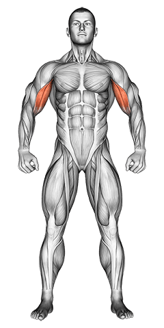 Body muscles. Front view exercise demonstration for Full body, Body weight