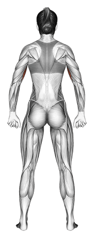 Body muscles. Female. Back view exercise demonstration for Full body, Body weight