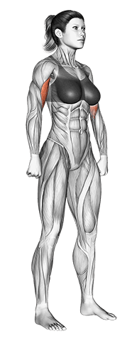 Body muscles. Female. Side view exercise demonstration for Full body, Body weight