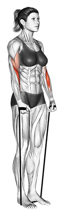 Band hammer curl exercise demonstration