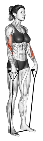 Band reverse curl exercise demonstration