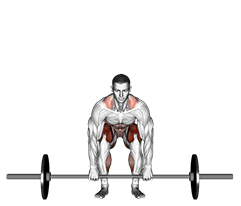 Barbell Deadlift front view exercise demonstration for Back, Barbell