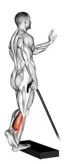 Band single leg calf raise exercise demonstration for Calves, Band
