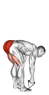Band stiff leg deadlift exercise demonstration for Hips, Band