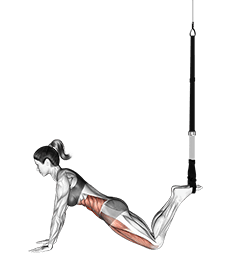 Suspension Front Plank exercise demonstration
