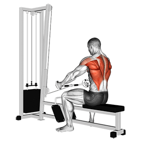 Seated Row exercise demonstration for Back, Cable