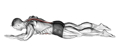 Sphinx exercise demonstration for Back, Body weight