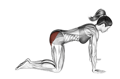Bent Leg Kickback exercise demonstration for Hips, Body weight