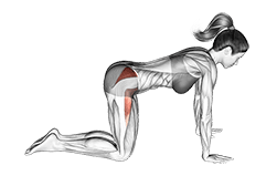 Bent Leg Side Kick exercise demonstration for Hips, Body weight
