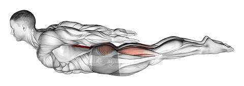 Locust Yoga Pose exercise demonstration for Back, Body weight