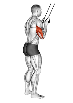 Band Pushdown exercise demonstration for Triceps, and Upper Arms, Band