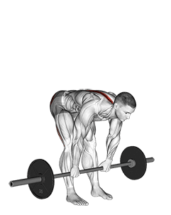 Barbell Stiff Legged Deadlift exercise demonstration for Hips, Barbell