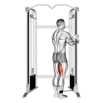 Standing Leg Curl exercise demonstration for Thighs, Cable