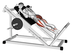 Sled Reverse Hack Squat exercise demonstration for Thighs, Sled machine