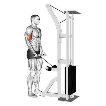 Biceps Curl exercise demonstration