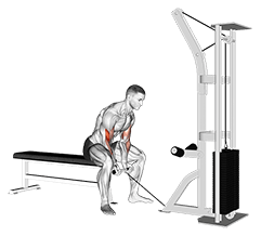 Concentration Curl exercise demonstration for Biceps, and Upper Arms, Cable