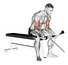 Seated Curl exercise demonstration for Biceps, and Upper Arms, Cable