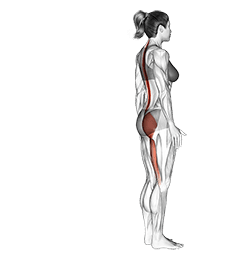 Single Leg Foot Touch exercise demonstration