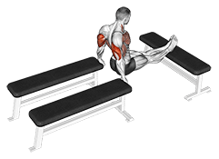 Three Bench Dip exercise demonstration for Upper Arms, Body weight