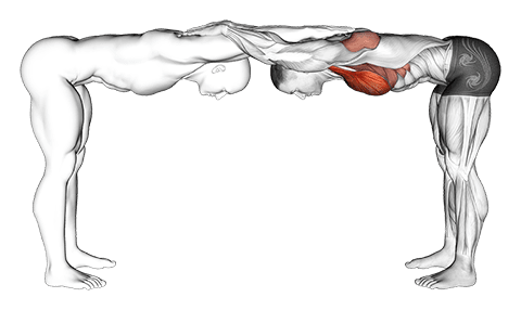 Assisted Trunk Flex Chest Stretch exercise demonstration