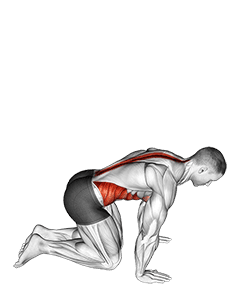 Kneeling Back Rotation Stretch exercise demonstration for Back, Body weight