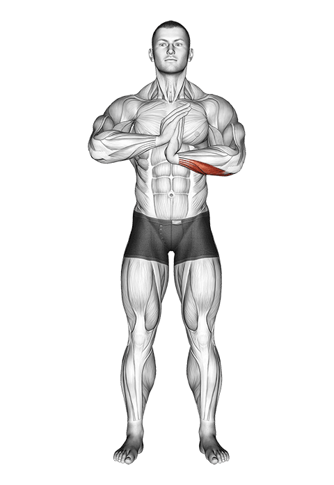 Finger Flexor Stretch exercise demonstration for Forearms, Body weight