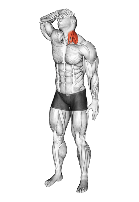 Neck Flexor And Rotational Stretch exercise demonstration for Neck, Body weight