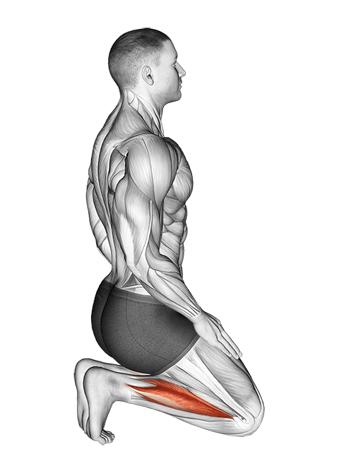 Toe Squat Stretch exercise demonstration for Calves, Body weight