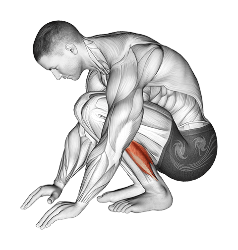 Squatting Achilles Stretch exercise demonstration for Calves, Body weight