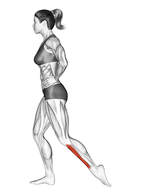 Standing Toe Extensor Stretch exercise demonstration for Calves, Body weight