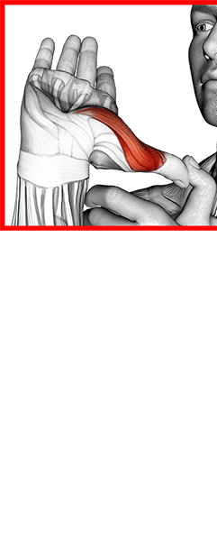 Thumb Stretch exercise demonstration for Forearms, Body weight