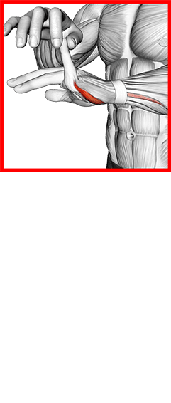 Finger Extension Stretch exercise demonstration for Forearms, Body weight