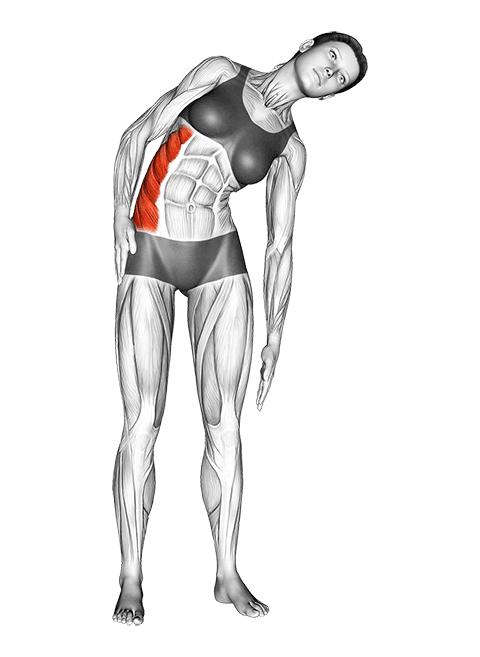 Standing Lateral Side Stretch exercise demonstration for Waist, Body weight