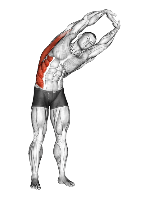 Standing Side Stretch exercise demonstration for Back, and Waist, Body weight