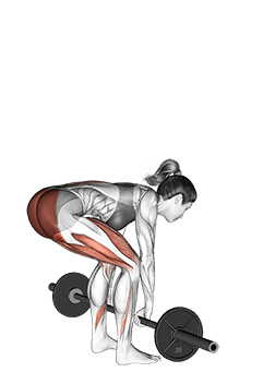 Barbell Deadlift exercise demonstration for Thighs, Barbell