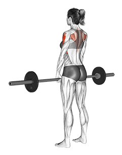 Barbell Upright Row exercise demonstration for Shoulders, Barbell