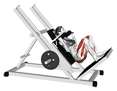 Sled Full Hack Squat exercise demonstration for Thighs, Sled machine