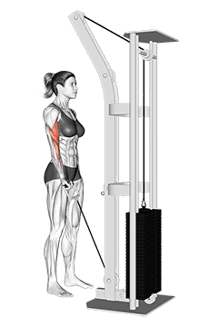 Cable One Arm Curl exercise demonstration