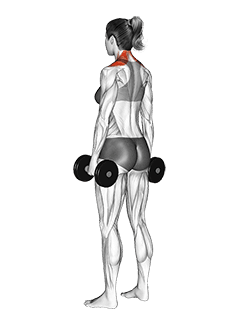 Dumbbell Shrug exercise demonstration for Back, Dumbbell