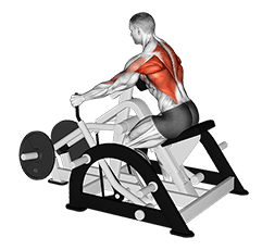 Lever Seated Row exercise demonstration