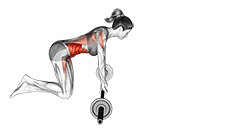 Barbell Rollout exercise demonstration for Waist, Barbell