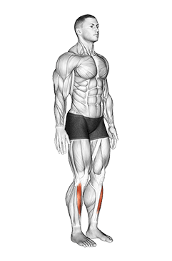Ankle - Dorsal Flexion - Articulations exercise demonstration for Calves, Body weight
