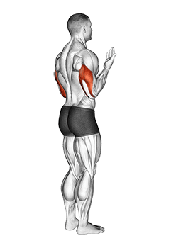 Elbow - Extension - Articulations exercise demonstration