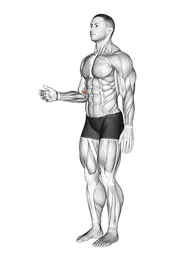Forearm - Pronation - Articulations exercise demonstration for Forearms, Body weight