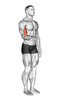 Forearm - Supination - Articulations exercise demonstration for Forearms, Body weight