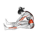 Spine Stretch Forward exercise demonstration