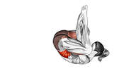 Seal exercise demonstration for Waist, Body weight