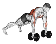Dumbbell Renegade Row exercise demonstration for Back, and Waist, Dumbbell